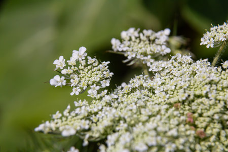 Daucus carota known as wild carrot blooming plant.