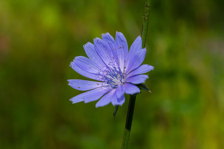 Beautiful chicory flowers grow on stems in the wild. Field of wild herbal plants. Green blurred...