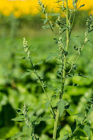 Chenopodium album, edible plant, common names include lamb's quarters, melde, goosefoot, white...
