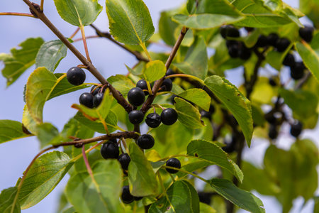 Glossy buckthorn berries or fruit growing on the bush in August.