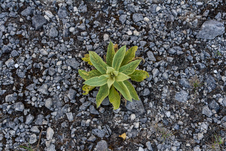 A hairy mullein plant. Latin name Verbascum thapsus. Close-up of fresh leaves of a mullein plant...