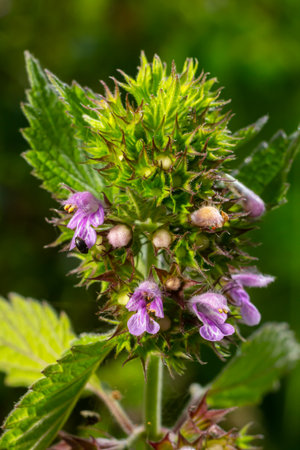 Flowers and leaves of Stachys thirkey.