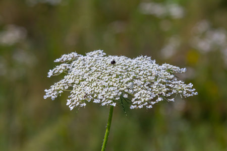 Daucus carota known as wild carrot blooming plant.