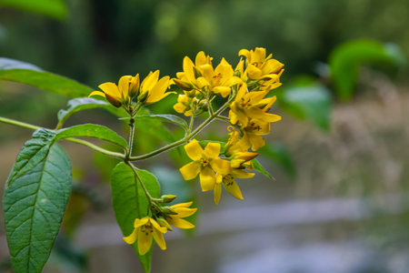 Lysimachia vulgaris flower, the garden loosestrife, yellow loosestrife, or garden yellow...