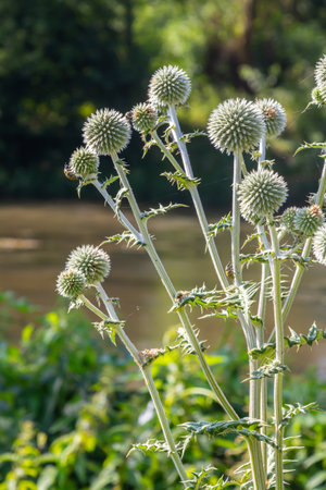 In the wild, the honey plant echinops sphaerocephalus blooms.