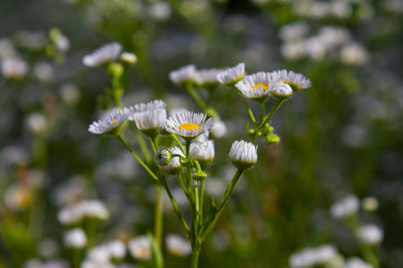 Erigeron annuus known as annual fleabane, daisy fleabane, or eastern daisy fleabane.