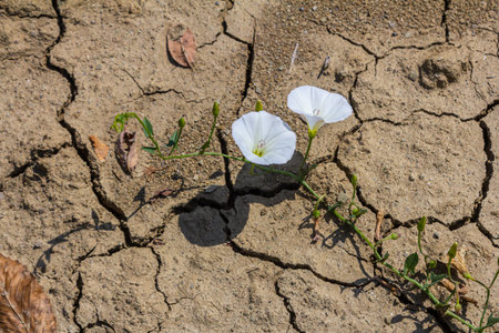 Field bindweed or Convolvulus arvensis European bindweed Creeping Jenny Possession vine herbaceous...