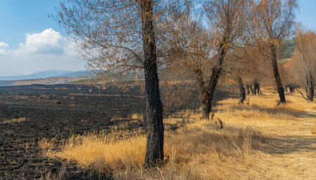 Blackened landscape left by wildfire contrasts with golden fields and trees, highlighting nature's potential for recovery.の素材