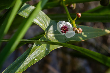 Common arrowhead showcases its delicate white blooms with maroon centers among lush green foliage in...