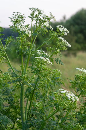 Poison hemlock stands tall with clusters of white flowers in a verdant field surrounded by green...