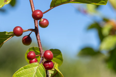Ripening Alder Buckthorn fruits exhibit vibrant red color against lush green leaves illuminated by sunlight. The setting highlights late summer's warmth and natural beauty.の写真素材