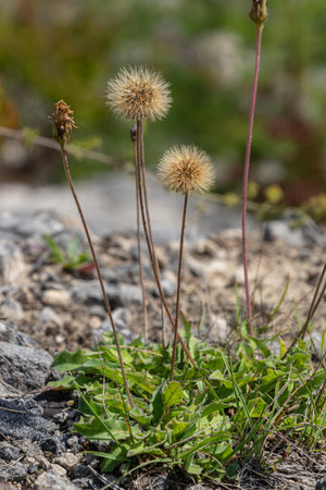 Clusters of mouse-ear hawkweed showcase their fluffy round flower heads amidst rocky terrain during...