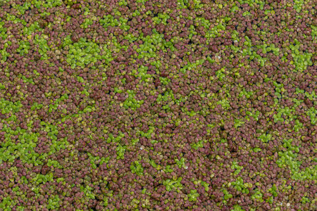 Bright green and purple common duckweed carpets the surface of calm water showing its tiny floating...