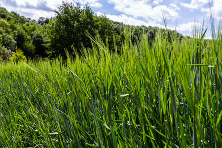 Vibrant green grass stands tall against a backdrop of trees and a partly cloudy sky, reflecting a peaceful outdoor setting during daytime.の写真素材