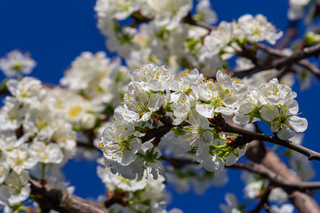 Delicate white flowers adorn the branches of a tree, set against a vibrant blue sky, showing the...