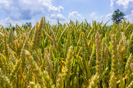 Wheat meadow. Ripe Gold Barley field in summer. Nature organic Yellow rye plant Growing to harvest....