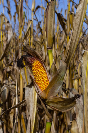 Corn cobs in corn farming fields during the harvest season can be used for roasted corn or staple...