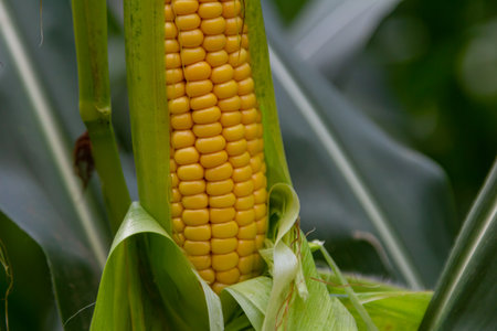 Corn cobs in corn farming fields during the harvest season can be used for roasted corn or staple...
