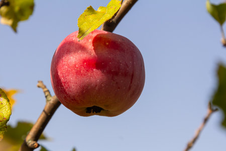 A bright red apple clings to a branch against a backdrop of blue sky and autumn leaves, showing the...