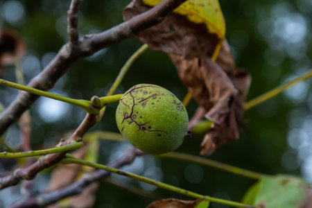 walnut tree, growing walnut in shell on branch, summer trees, green leaves, walnuts in peel.
