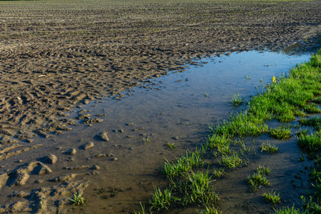 Wet soil with puddles and emerging green grass after rainfall in a rural field during daylight...