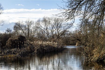 Calm waters reflect winter sky over serene riverbank lined with trees and reeds in a peaceful...