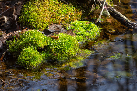 Vibrant green moss covers the rocks near a clear stream flowing gently through a peaceful forest...