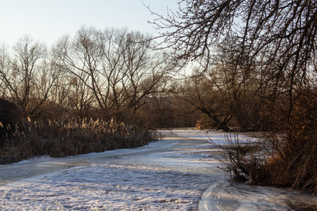 Frozen river landscape with bare trees and frozen vegetation in the late afternoon sun during winter.の写真素材