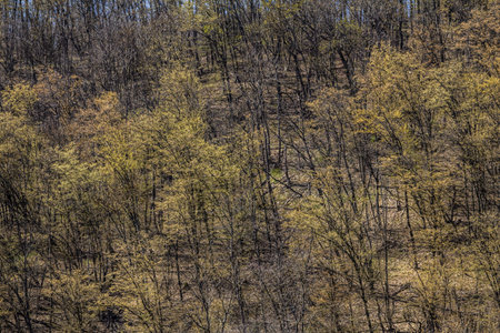 New leaves cover trees in a woodland marking the arrival of spring. The landscape reflects vibrant hues against the warm sun and clear sky.の写真素材