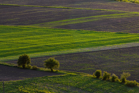 Vibrant green fields blend with dark, freshly plowed soil, creating a striking pattern in a peaceful...