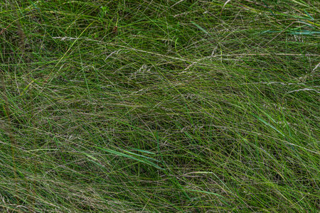 Vibrant green grass covers the ground with different shades blending together creating a lush...