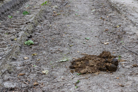 Horse droppings are scattered on a muddy dirt trail surrounded by damp earth and occasional leaves...