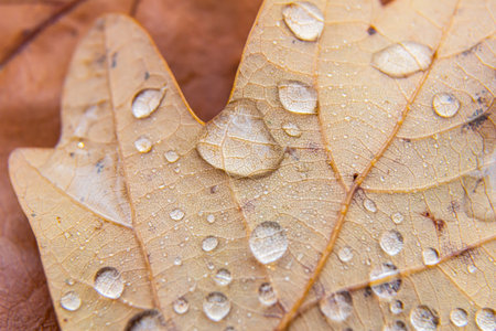 Early pearl dew drops on autumn dry oak leaves in sunny day.
