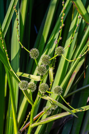 Branched hedgehog Sparganium erectum - flowering plant in the garden pond of a natural garden.の写真素材