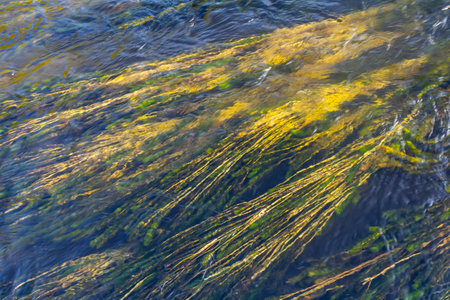 Ceratophyllum demersum aquatic plant in a stream.