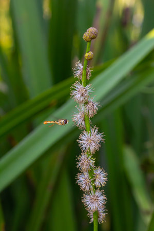 Branched hedgehog Sparganium erectum - flowering plant in the garden pond of a natural garden.