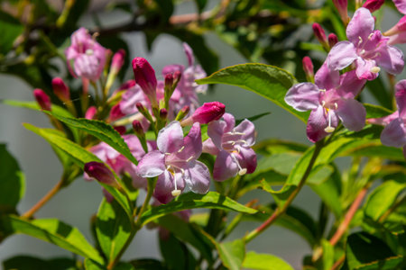 Weigela Bristol Ruby red flowers - Latin name - Weigela florida Bristol Ruby.の写真素材
