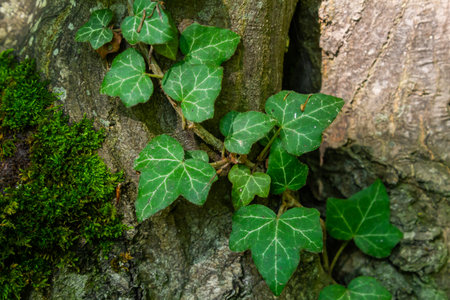 Fresh bright green leaves of ivy Hedera helix on gray-brown tree bark.の写真素材
