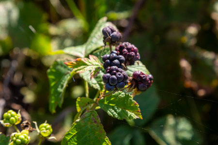 Close-up shot of the European dewberry Rubus caesius growing in the forest with maturing, ripe fruits in bright sunlight.の写真素材
