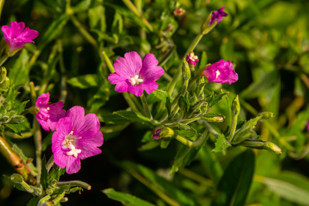 willow-herb epilobium hirsutum during flowering.の写真素材