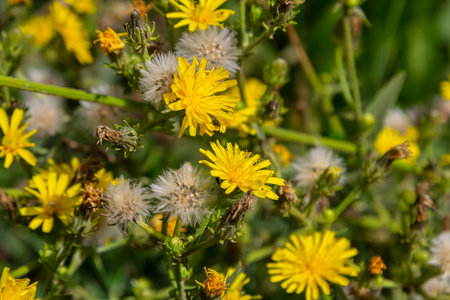 Hieracium laevigatum or smooth hawkweed. Hieracium, known by the common name hawkweed and classically as hierakion. Floral desktop background. Hieracium caespitosum, commonly known as meadow hawkweed.の写真素材