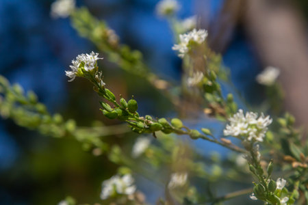Berteroa incana Alyssum incanum or Hoary alyssum. General view of a group of flowering plants in the wild.の写真素材