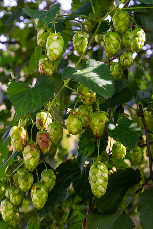 Hops flowers, of the hop plant Humulus lupulus, for beer production growing in the Bavaria by the...