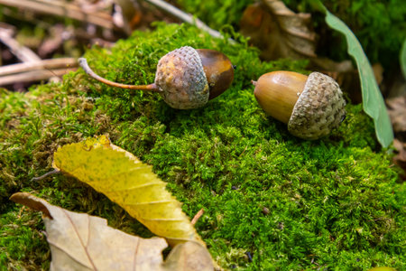 Autumn background fallen oak leaves and ripe acorns lie on the forest ground. Quercus robur, commonly known as petiolate oak, European oak.の写真素材
