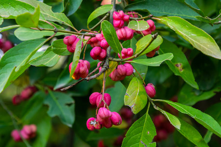 European Spindle Euonymus europaea in park. Red Cascade An autumnal close up image of the deciduous shrub euonymus europaeus.の写真素材