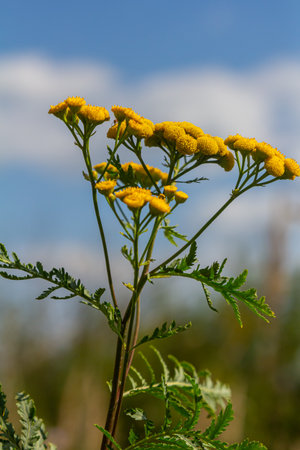 Tansy Tanacetum vulgare wild plant in summer.の写真素材