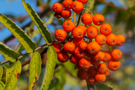 A bunch of red rowan berries on a tree.の写真素材