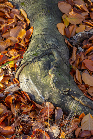 A close-up of a forest floor covered in autumn leaves, bathed in the golden light of the setting sun. Large tree roots, covered in moss, spread across the ground.の写真素材