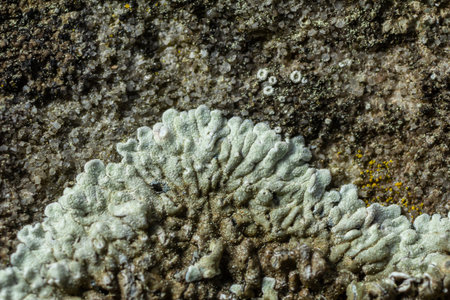 Xanthoparmelia lichen develops on a textured rock surface, showing its unique structure and color...