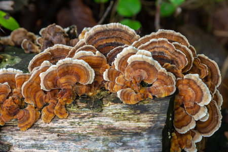Mycena crocata and Hymenochaete rubiginosa appear on a decaying log, showcasing their unique textures and colors in a forest setting during morning hours.の写真素材